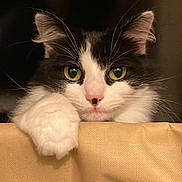 Pipa participe au concours pour gagner de l'argent avec cette photo : animal, black_and_white, cat, close_up, cozy, curious, cute, face, feline, fur, indoor, looking, paw, pet, portrait, relaxed, resting, soft, whiskers, yellow_eyes