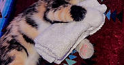 Beans is registered to the contest to win money with this photo: kitten, sleeping, calico, cat, blanket, towel, cute, pet, fur, paw, indoor, resting, cozy, animal, patterned, colorful, soft, small, relaxation, adorable