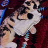 kitten, sleeping, calico, cat, blanket, towel, cute, pet, fur, paw, indoor, resting, cozy, animal, patterned, colorful, soft, small, relaxation, adorable