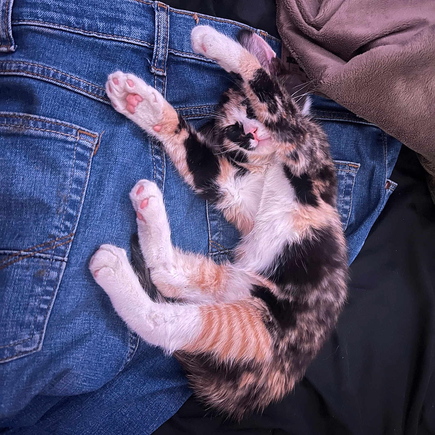 Beans