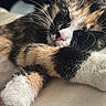 cat, calico, sleeping, paw, close_up, fur, whiskers, pet, animal, resting, cute, cozy, indoor, soft, relaxed, mammal, feline, domestic, peaceful, portrait