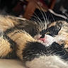 cat, calico_cat, sleeping, close_up, whiskers, fur, paw, pet, animal, domestic_animal, relaxed, resting, cute, soft, indoor, cozy, mammal, feline, face, nose