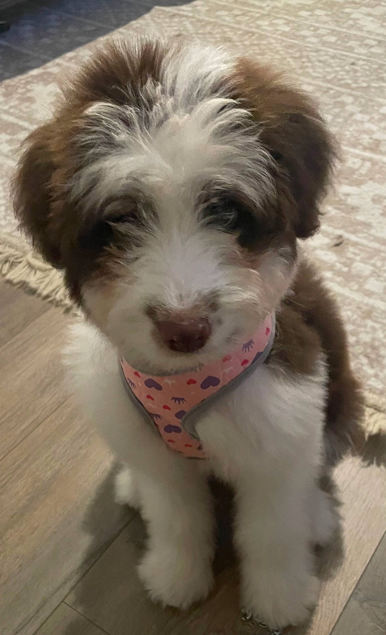 Dulce joined the competition — help win amazing prizes! art, canidae, carnivore, companion_dog, dog, dog_breed, fur, maltepoo, non_sporting_group, small_terrier, snout, sporting_group, terrestrial_animal, terrier, toy_dog, working_animal