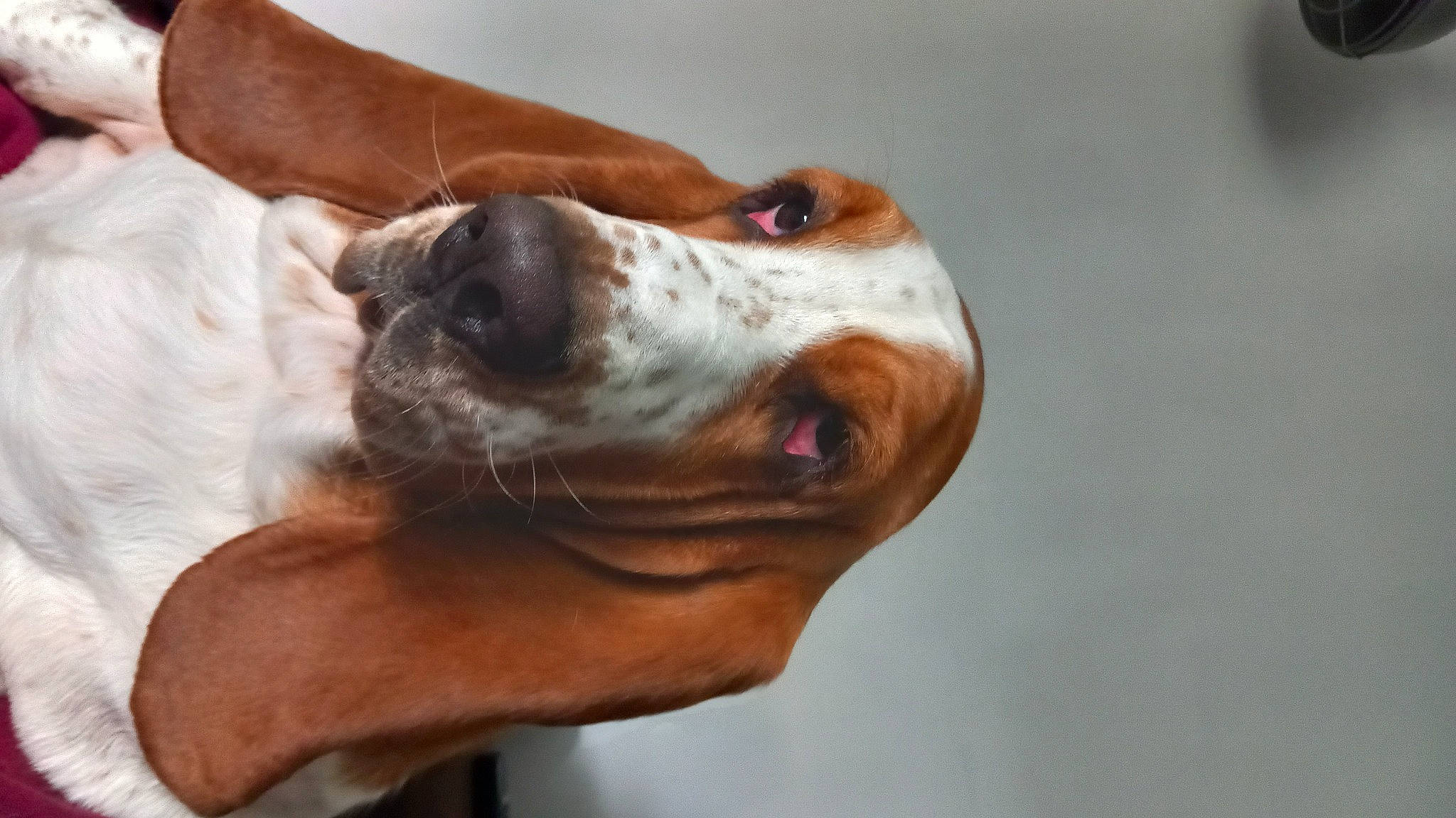 Mystic a rejoint le concours — aidez-le/la à gagner de superbes lots ! basset_hound, canidae, carnivore, collar, comfort, companion_dog, dog, dog_breed, dog_collar, dog_sports, ear, fawn, hound, hunting_dog, liver, non_sporting_group, scent_hound, sporting_group, whiskers, working_animal