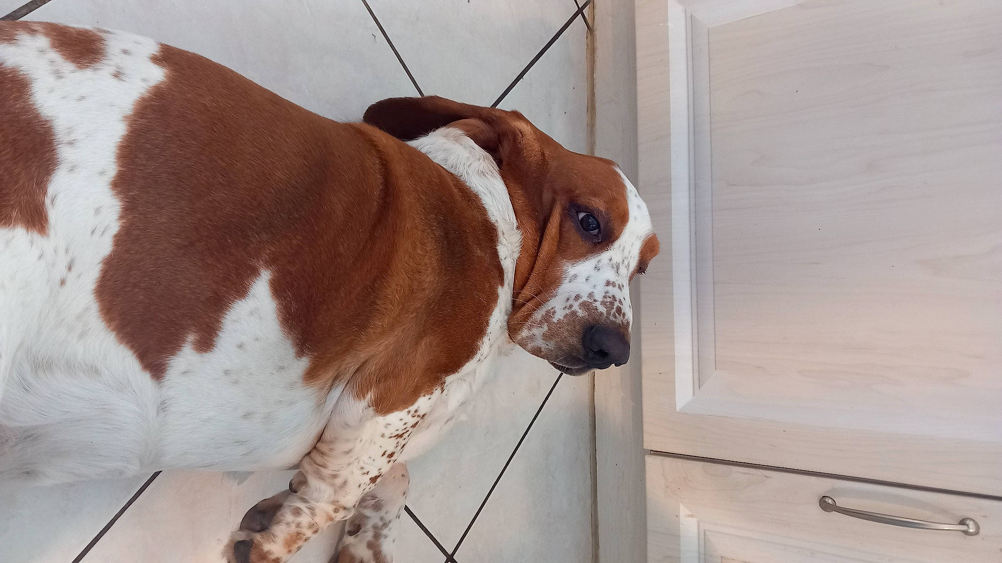 Mystic a rejoint le concours — aidez-le/la à gagner de superbes lots ! canidae, carnivore, collar, companion_dog, dog, dog_breed, dog_collar, fawn, fur, hunting_dog, leash, liver, non_sporting_group, pet_supply, snout, sporting_group, tail, window, wood, working_animal