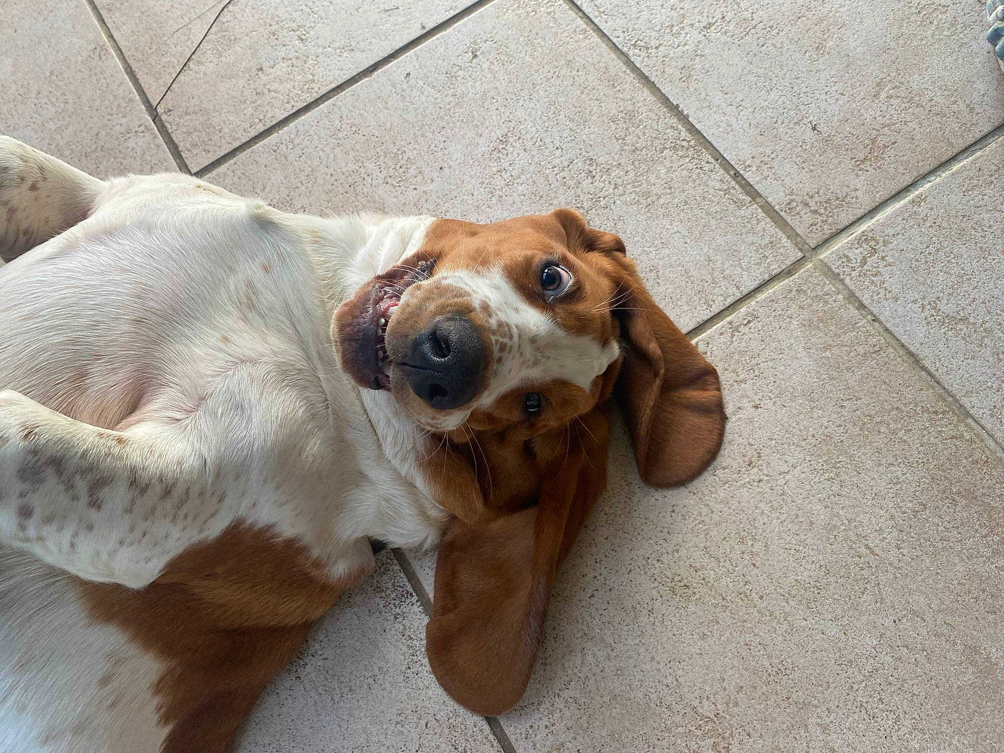 Mystic participe au concours pour gagner de l'argent avec cette photo : basset_hound, beagle, canidae, carnivore, collar, companion_dog, dog, dog_breed, dog_supply, ear, fawn, fur, hound, liver, paw, pet_supply, scent_hound, sporting_group, whiskers, working_animal