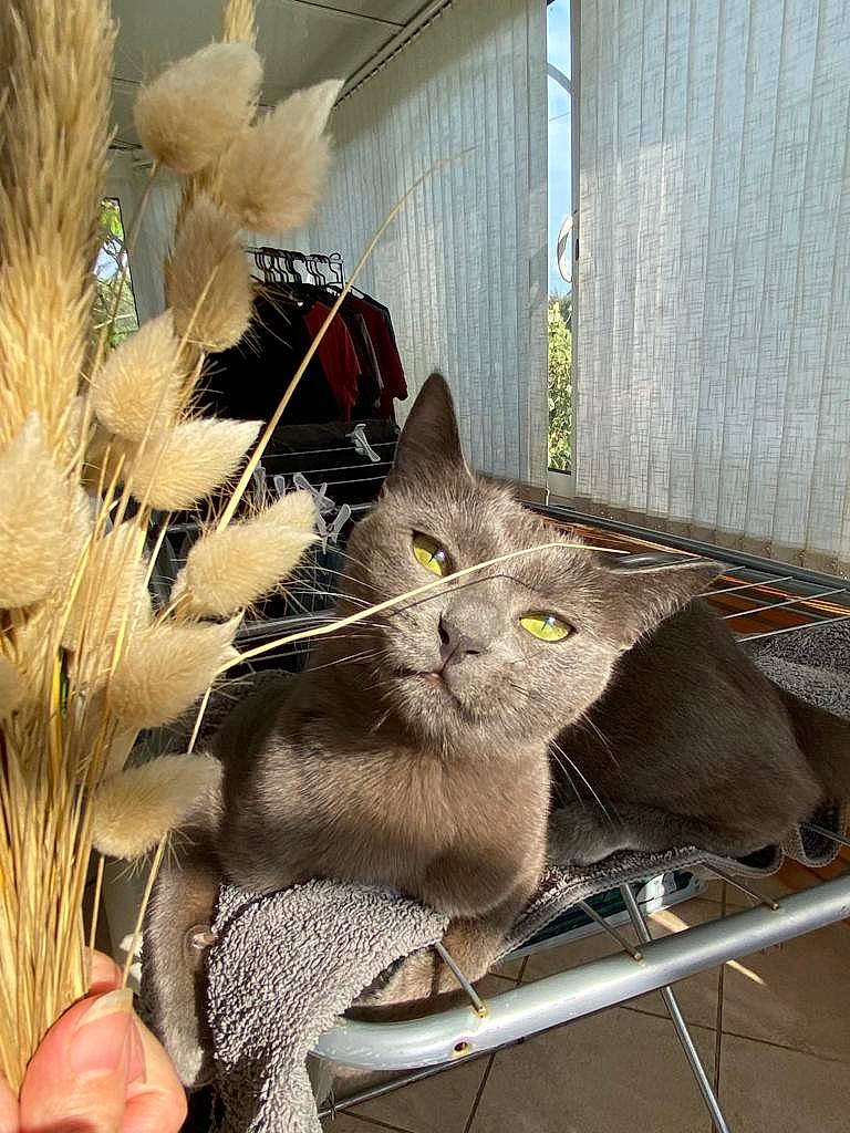 Praline a rejoint le concours — aidez-le/la à gagner de superbes lots ! carnivore, cat, domestic_short_haired_cat, event, fawn, felidae, fur, grey, plant, russian_blue, small_to_medium_sized_cats, tail, twig, whiskers, wood