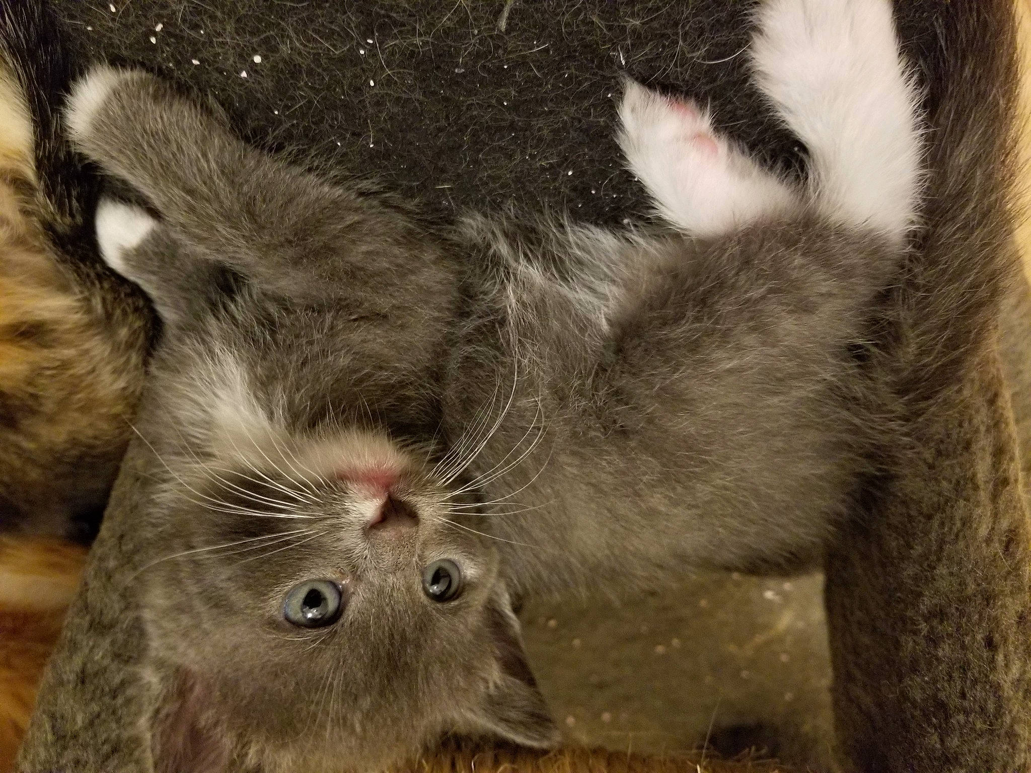 Zoe a rejoint le concours — aidez-le/la à gagner de superbes lots ! carnivore, cat, claw, close_up, domestic_short_haired_cat, eye, felidae, fur, paw, small_to_medium_sized_cats, snout, tail, terrestrial_animal, vertebrate, whiskers, wildlife