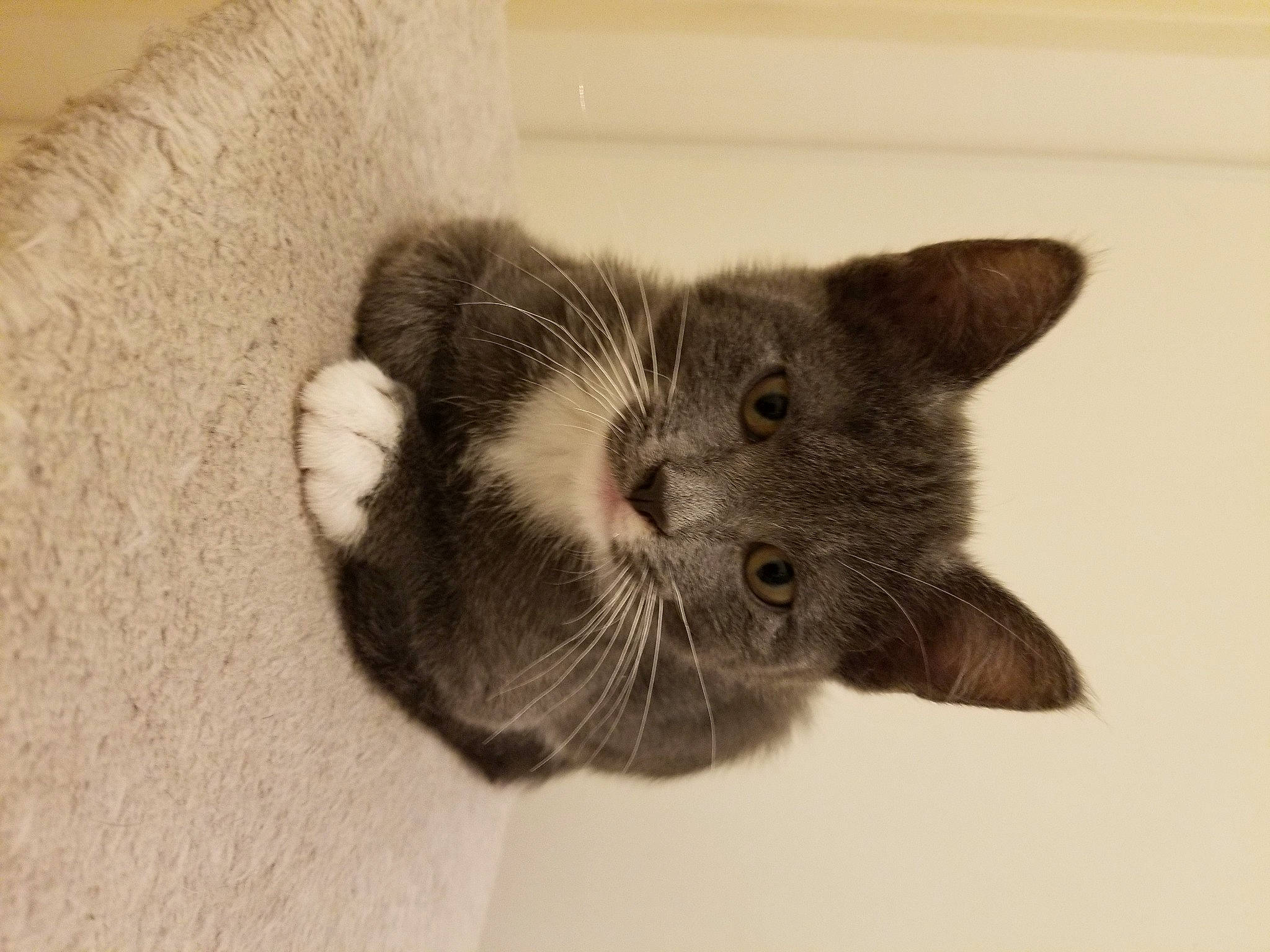 Zoé a rejoint le concours — aidez-le/la à gagner de superbes lots ! carnivore, cat, claw, comfort, domestic_short_haired_cat, ear, eye, felidae, fur, paw, russian_blue, small_to_medium_sized_cats, snout, tail, terrestrial_animal, whiskers