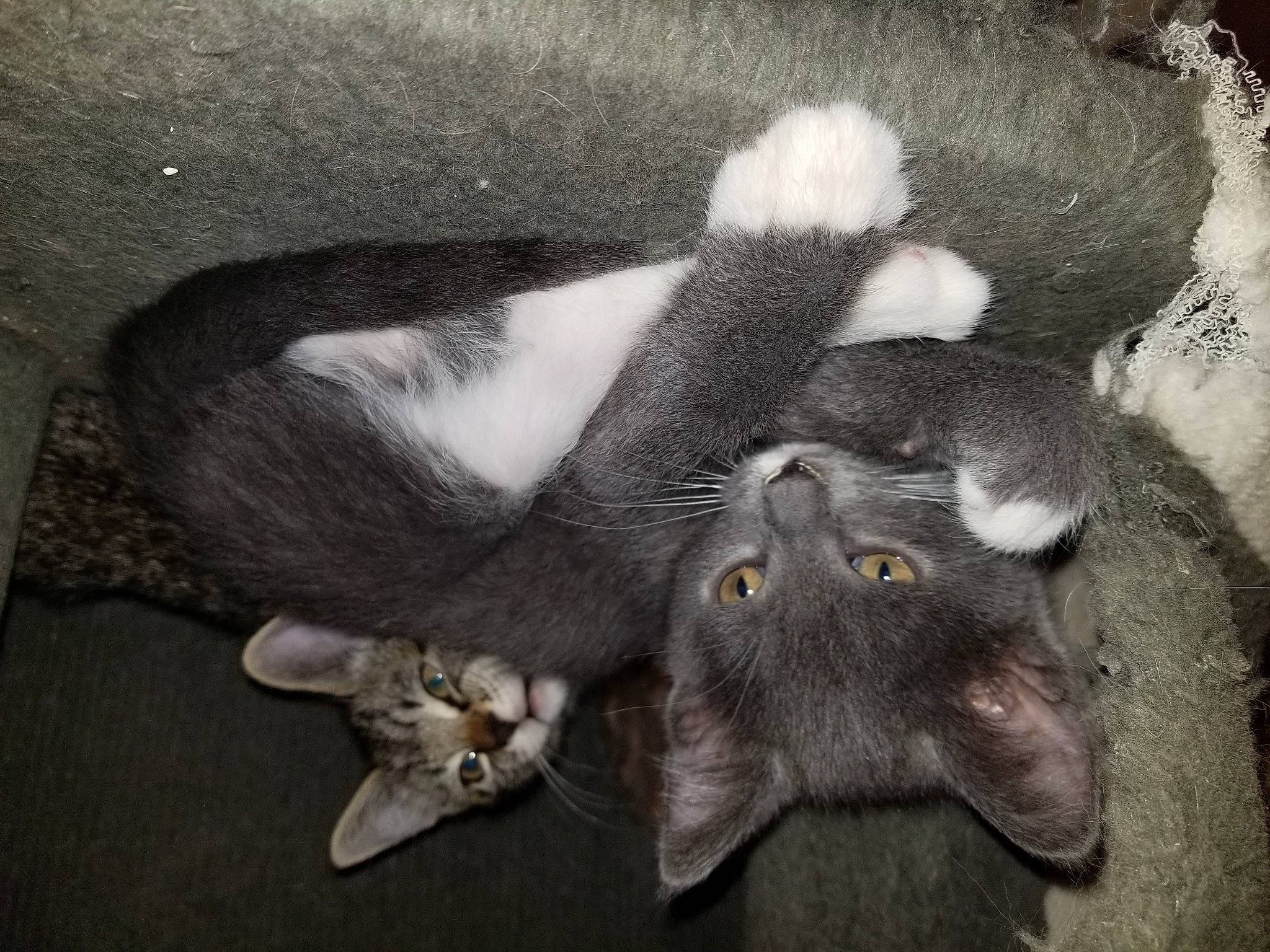 Zoé participe au concours pour gagner de l'argent avec cette photo : black_cat, carnivore, cat, claw, comfort, domestic_short_haired_cat, felidae, fur, grey, paw, petal, plant, small_to_medium_sized_cats, snout, still_life_photography, tail, whiskers