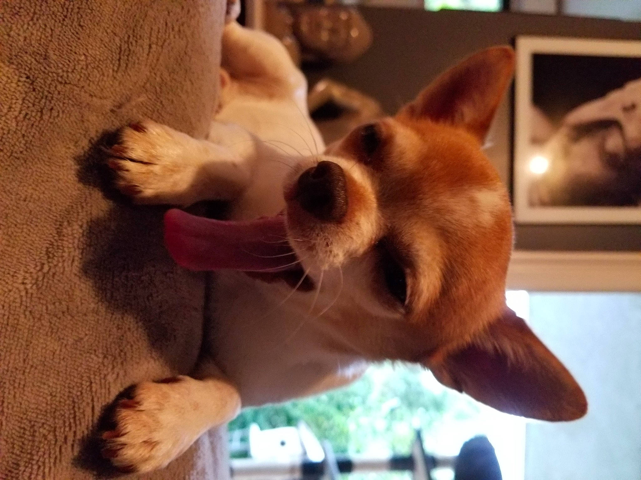 Diego a rejoint le concours — aidez-le/la à gagner de superbes lots ! canidae, carnivore, collar, companion_dog, corgi_chihuahua, dog, dog_breed, dog_supply, ear, fawn, fur, picture_frame, snout, spitz, sporting_group, tail, toy_dog, whiskers, wood, working_animal