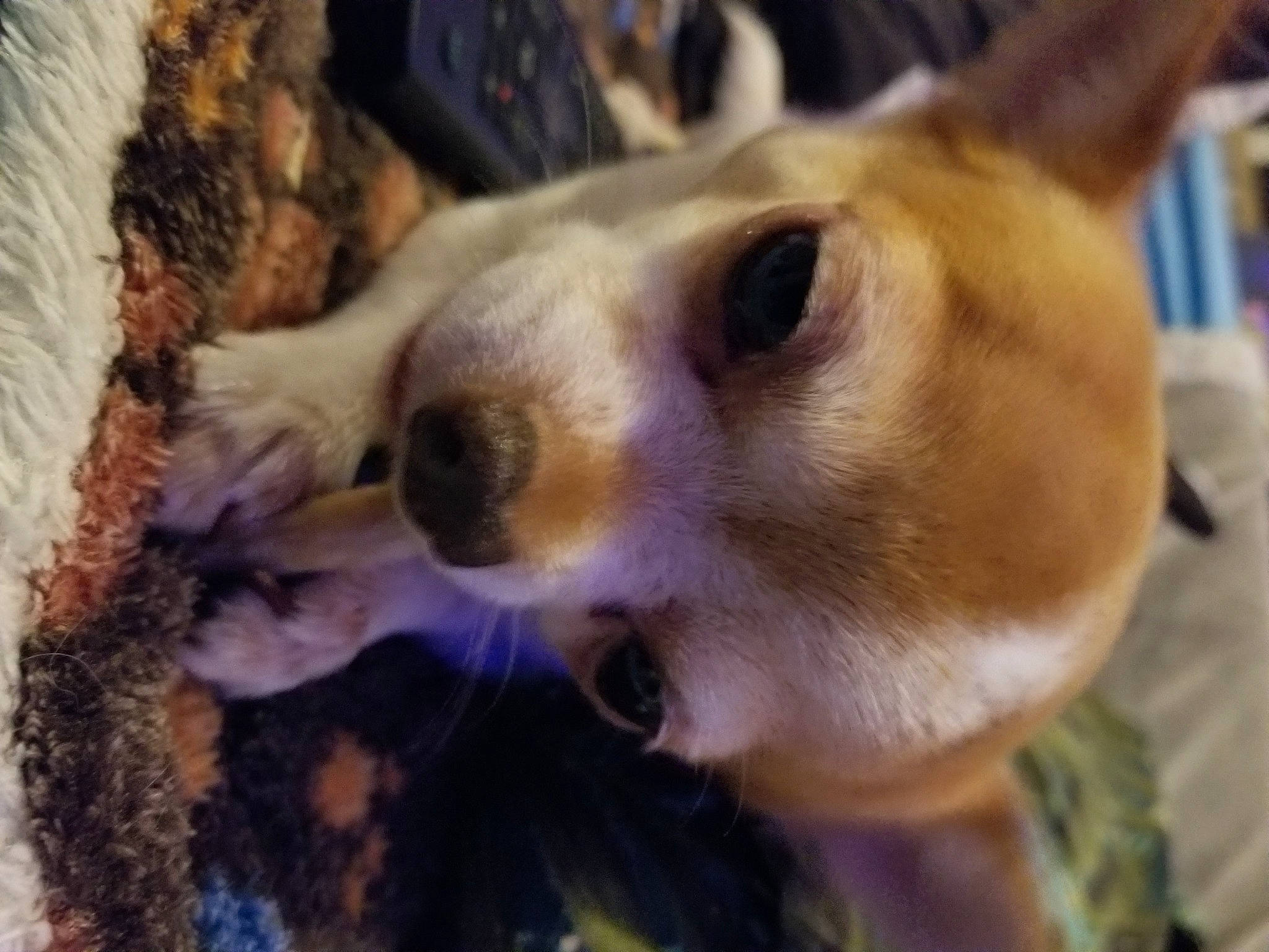 Diego a rejoint le concours — aidez-le/la à gagner de superbes lots ! bookcase, canidae, carnivore, chihuahua, close_up, companion_dog, corgi_chihuahua, dog, dog_breed, ear, fawn, fur, russkiy_toy, shelf, smile, sporting_group, terrestrial_animal, toy_dog, whiskers, working_animal