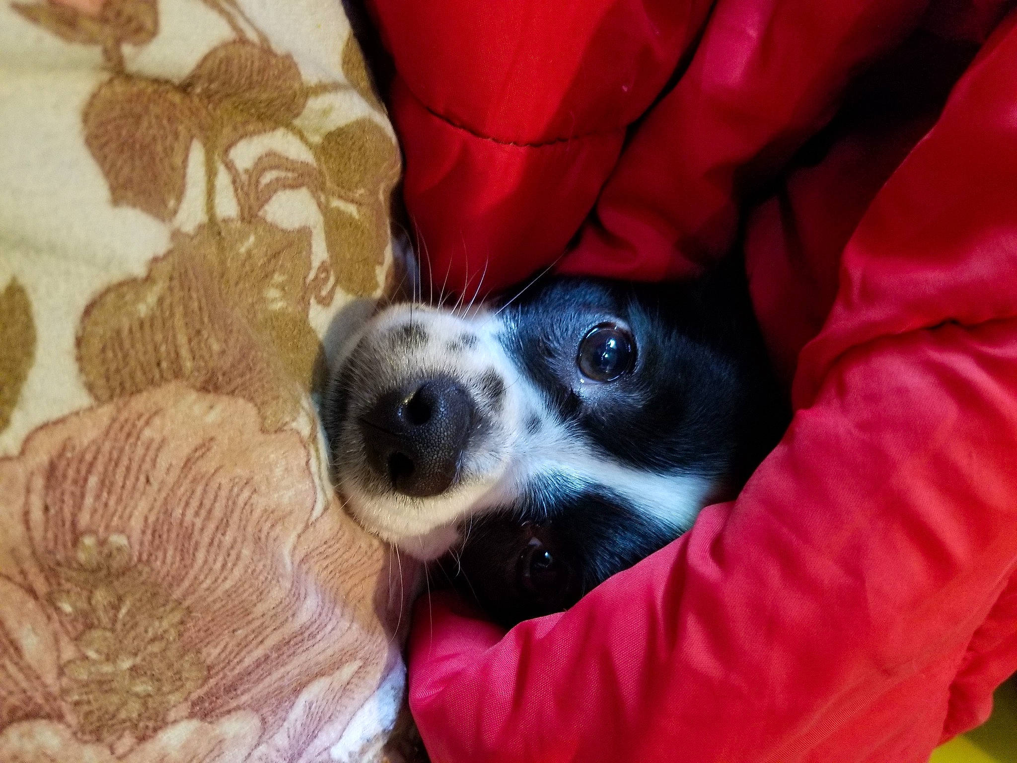 Roméo a rejoint le concours — aidez-le/la à gagner de superbes lots ! canidae, carnivore, clock, comfort, companion_dog, dog, dog_breed, dog_supply, fur, linens, non_sporting_group, paw, puppy, snout, sporting_group, terrestrial_animal, whiskers, working_animal