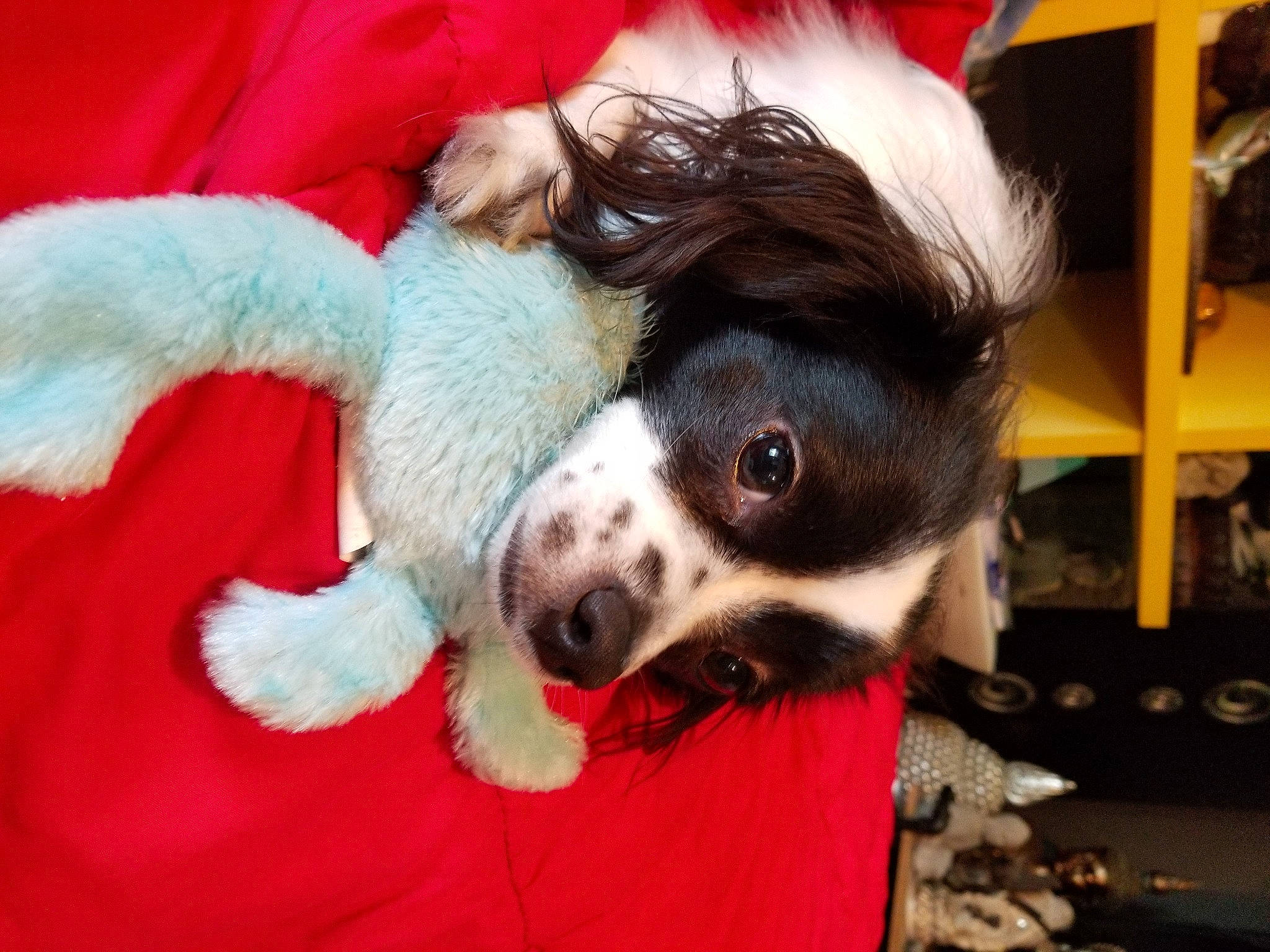 Roméo a rejoint le concours — aidez-le/la à gagner de superbes lots ! canidae, carnivore, companion_dog, dog, dog_breed, dog_supply, eye, fang, flesh, fur, liver, non_sporting_group, snout, spaniel, sporting_group, terrestrial_animal, whiskers, working_animal