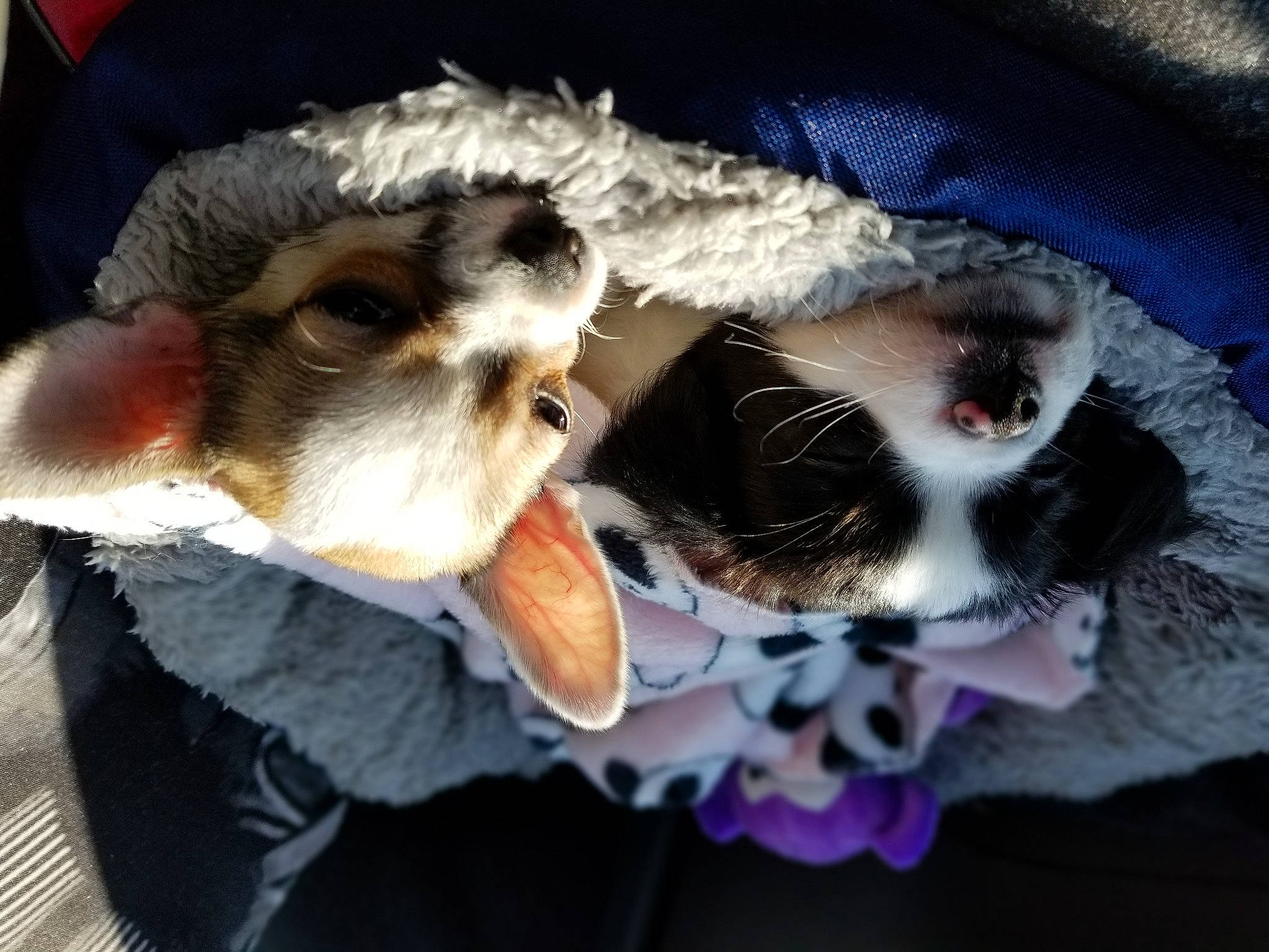 Roméo a rejoint le concours — aidez-le/la à gagner de superbes lots ! canidae, carnivore, cat, claw, companion_dog, dog_breed, eyewear, fawn, felidae, fur, paw, small_to_medium_sized_cats, snout, sporting_group, stuffed_toy, sunglasses, tail, toy, toy_dog, whiskers