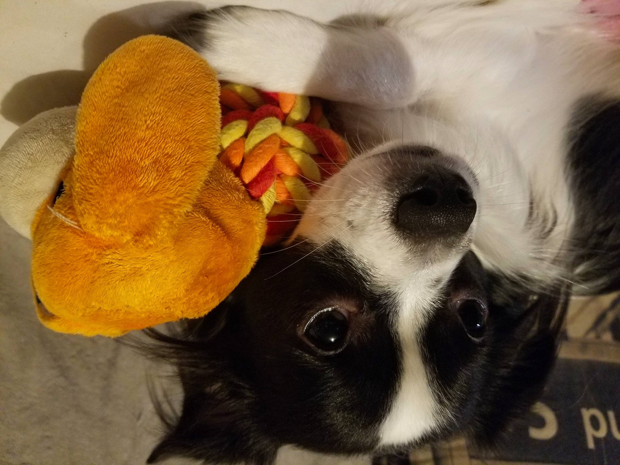 Roméo participe au concours pour gagner de l'argent avec cette photo : canidae, carnivore, comfort, companion_dog, dog, dog_breed, ear, fawn, fur, happy, paw, petal, selfie, snout, sporting_group, stuffed_toy, terrestrial_animal, toy_dog, whiskers, working_animal