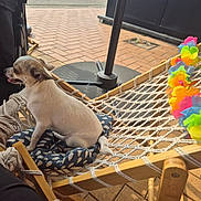 Juliette participe au concours pour gagner de l'argent avec cette photo : dog, small_dog, hammock, cushion, flower_garland, outdoor, brick_patio, stroller, wooden_frame, pet, leisure, daylight, resting, animal, side_view, decor, summer, relaxation, colorful, cute