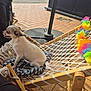 dog, small_dog, hammock, cushion, flower_garland, outdoor, brick_patio, stroller, wooden_frame, pet, leisure, daylight, resting, animal, side_view, decor, summer, relaxation, colorful, cute