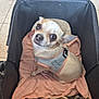 dog, small_dog, pet, chihuahua, harness, carrier, blanket, indoor, floor_tiles, looking_up, cute, animal, companion, cozy, domestic, fur, ears, canine, resting, close_up