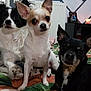 dog, small_dog, three_dogs, bed, blanket, indoor, pet, cute, animal, canine, black_and_white_dog, tan_and_white_dog, black_dog, ears, face, looking_at_camera, decor, candle, buddha_statue, photography