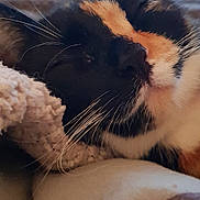 Sana a rejoint le concours — aidez-le/la à gagner de superbes lots ! animal, blanket, calico, cat, close_up, comfort, cozy, cute, domestic_animal, feline, fur, indoor, mammal, nap, pet, relaxing, resting, sleeping, soft, whiskers