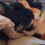 animal, blanket, calico, cat, close_up, comfort, cozy, cute, domestic_animal, feline, fur, indoor, mammal, nap, pet, relaxing, resting, sleeping, soft, whiskers