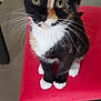 animal, calico, cat, chair, curious, cute, domestic, eyes, feline, fur, indoor, kitten, looking, paws, pet, red, sitting, small, whiskers, young