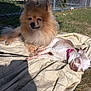 dog, pomeranian, chihuahua, outdoor, sunlight, grass, blanket, leash, fence, sleeping, resting, pet, animal, nature, relaxation, daytime, collar, small_dog, fluffy, companions