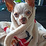 Lola is registered to the contest to win money with this photo: dog, chihuahua, blanket, pet, cozy, wrapped, ears, nose, fur, cute, animal, indoor, comfort, snug, closeup, face, expression, small_dog, resting, warm