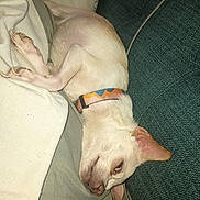 Roxi is registered to the contest to win money with this photo: dog, small_dog, sleeping, collar, indoor, blanket, couch, resting, pet, fur, closeup, relaxed, canine, animal, cozy, domestic, laying_down, ear, nose, whiskers