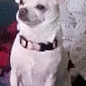 animal, canine, chihuahua, collar, companion, couch, cute, dog, domestic_animal, ears, fur, furniture, household, indoor, looking_away, pet, sitting, small_dog, small_pet, white_dog