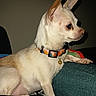 Roxi is registered to the contest to win money with this photo: alert, animal, blanket, chihuahua, collar, companion, cushion, cute, dog, domestic, ear, furniture, indoor, paw, pet, profile, resting, small_dog, tan_fur, white_fur