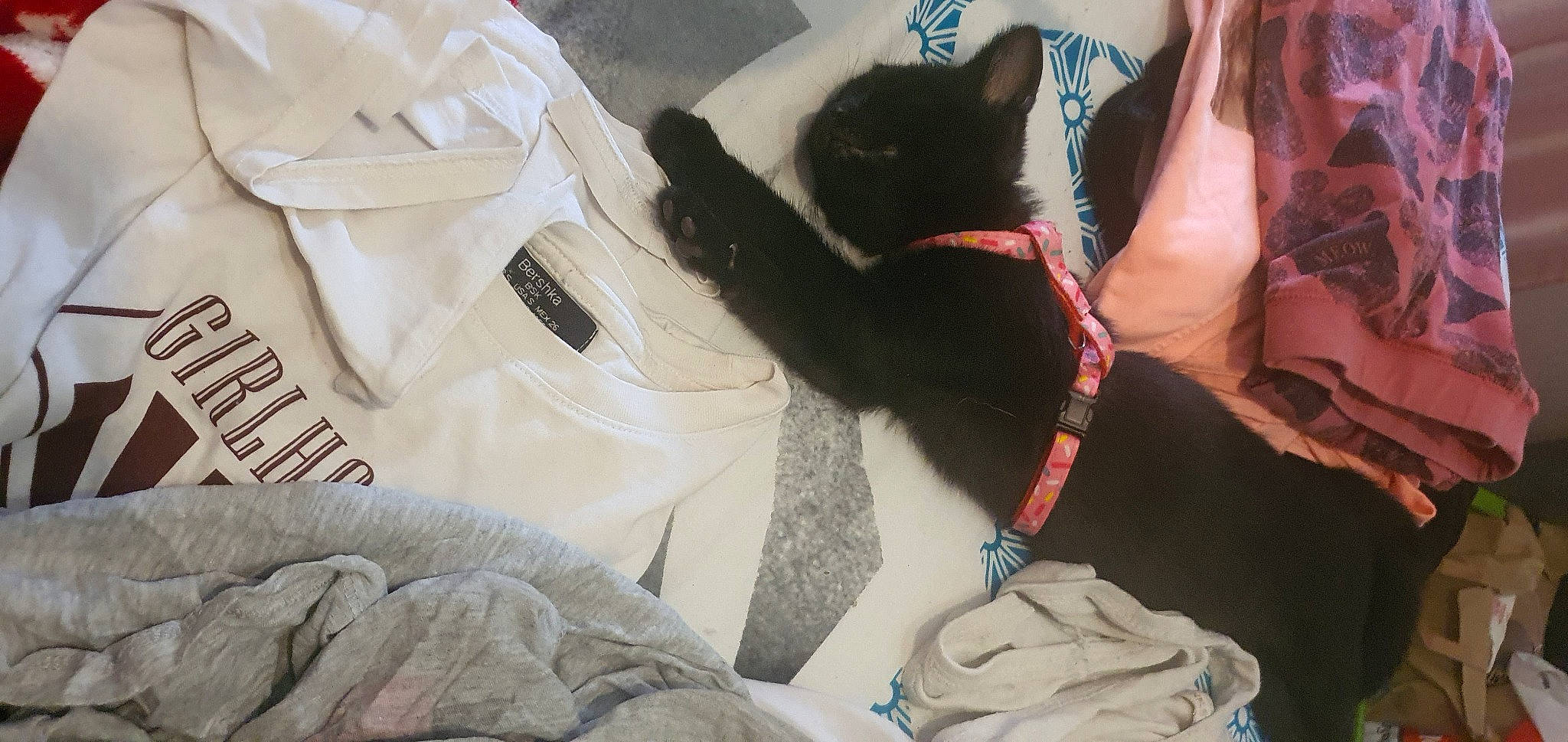 Sweety a rejoint le concours — aidez-le/la à gagner de superbes lots ! bag, black_cat, carnivore, cat, comfort, fawn, felidae, fur, gesture, grey, human_leg, lap, linens, luggage_and_bags, small_to_medium_sized_cats, snout, tail, textile, thigh, whiskers