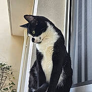 Banditu participe au concours pour gagner de l'argent avec cette photo : cat, black_and_white, windowsill, window, curtains, plant, indoor, pet, feline, fur, whiskers, paws, sitting, quiet, calm, domestic, animal, side_view, close_up, natural_light