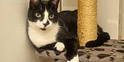 Banditu a rejoint le concours — aidez-le/la à gagner de superbes lots ! cat, tuxedo_cat, green_eyes, scratching_post, cat_tree, indoor, pet, feline, black_and_white, paw, whiskers, fur, relaxed, looking, animal, domestic_cat, cute, resting, claws, home