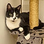 cat, tuxedo_cat, green_eyes, scratching_post, cat_tree, indoor, pet, feline, black_and_white, paw, whiskers, fur, relaxed, looking, animal, domestic_cat, cute, resting, claws, home