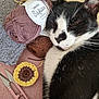 cat, black_and_white, sleeping, yarn, crochet, knitting, craft, scissors, cozy, closeup, texture, soft, relaxation, pet, feline, needlework, handmade, hobby, resting, domestic_animal