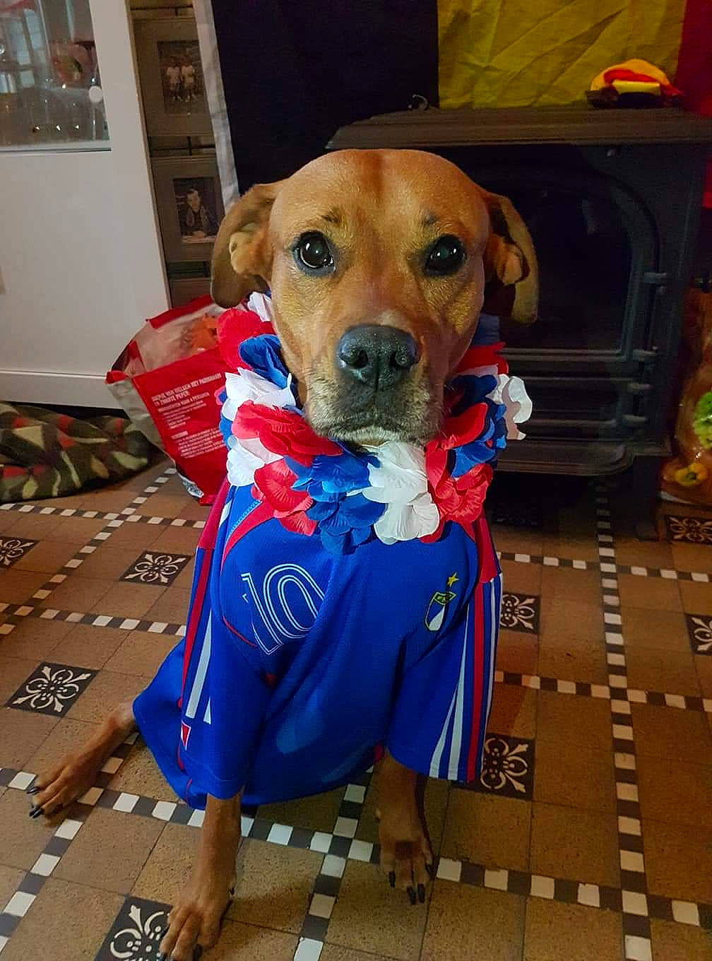 Keyla a rejoint le concours — aidez-le/la à gagner de superbes lots ! carnivoran, dog, dog_breed, dog_like_mammal, person, snout