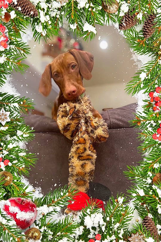 Lilah joined the competition — help win amazing prizes! botany, canidae, carnivore, christmas, christmas_decoration, christmas_ornament, companion_dog, dog, dog_breed, event, fawn, floral_design, flower, garden, grass, gun_dog, liver, pattern, plant, working_animal