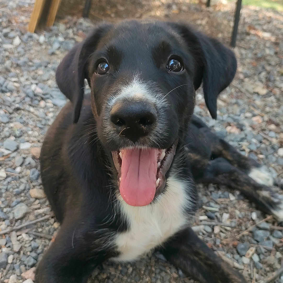 Kinay a rejoint le concours — aidez-le/la à gagner de superbes lots ! animal, black_and_white, canine, closeup, daylight, dog, ears, fur, gravel, happy, mammal, nature, nose, outdoor, pet, playful, puppy, sitting, tongue_out, young