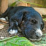 puppy, dog, sleeping, black_fur, white_paws, white_snout, leaf, green_leaf, dirt, nature, outdoor, close_up, cute, young_dog, paw, snout, resting, animal, pet, peaceful