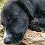 puppy, dog, sleeping, black_fur, close_up, outdoor, nature, rock, leaf, peaceful, resting, animal, young_dog, fur, snout, whiskers, quiet, relaxation, cute, calm