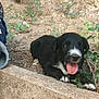 puppy, dog, black_and_white, tongue_out, outdoor, plants, greenery, concrete, soil, young_animal, cute, pet, small_dog, animal, nature, playful, lying_down, happy, fur, ears