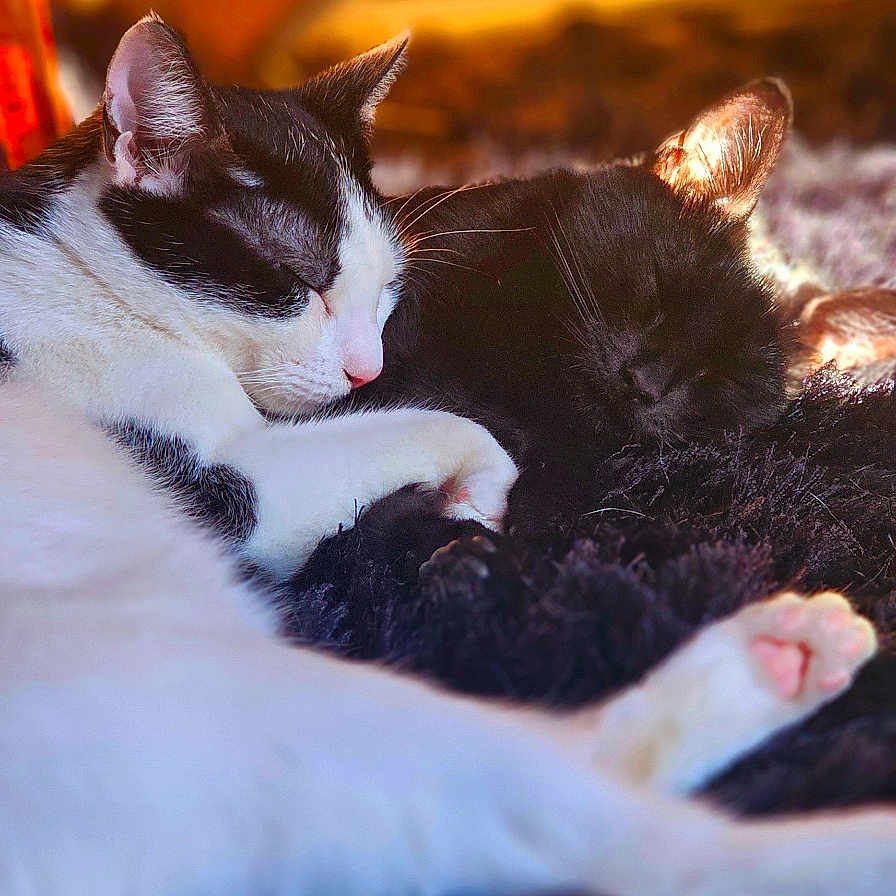 Ozzy is registered to the contest to win money with this photo: abyssinian, animal, bed, bedroom, blackcat, blanket, cat, couch, furniture, hardwood, indoors, kitten, manx, person, pet, quilt, room, siamese, sleeping, wood