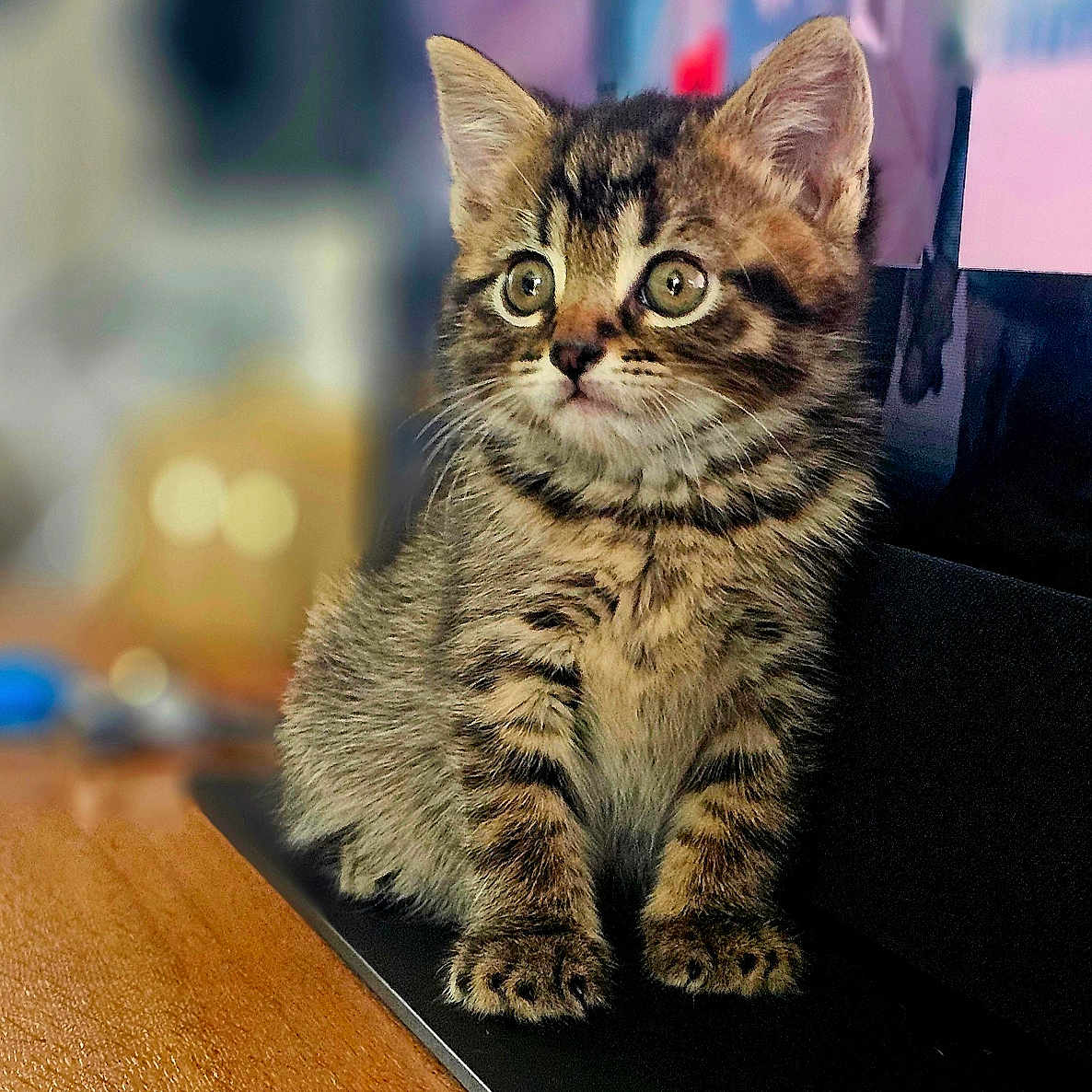 Zeus joined the competition — help win amazing prizes! adorable, animal, blurred_background, cat, cute, domestic_cat, ears, eyes, feline, fur, indoor, kitten, pet, portrait, sitting, small, tabby, whiskers, wooden_surface, young