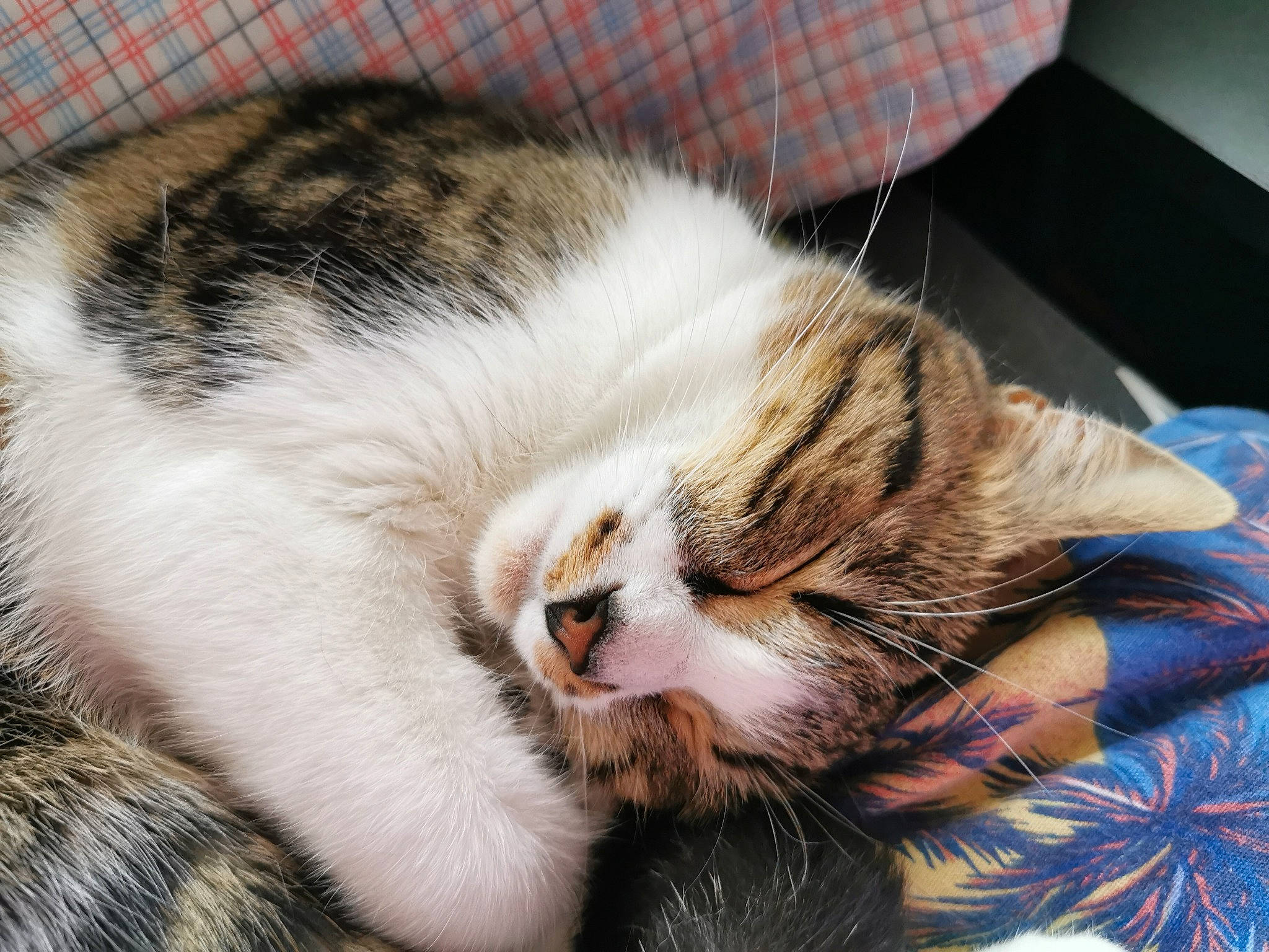 Blanquette a rejoint le concours — aidez-le/la à gagner de superbes lots ! aegean_cat, carnivore, cat, claw, domestic_short_haired_cat, dragon_li, ear, european_shorthair, eye, felidae, fur, kitten, nap, nose, paw, sleep, small_to_medium_sized_cats, snout, tabby_cat, whiskers