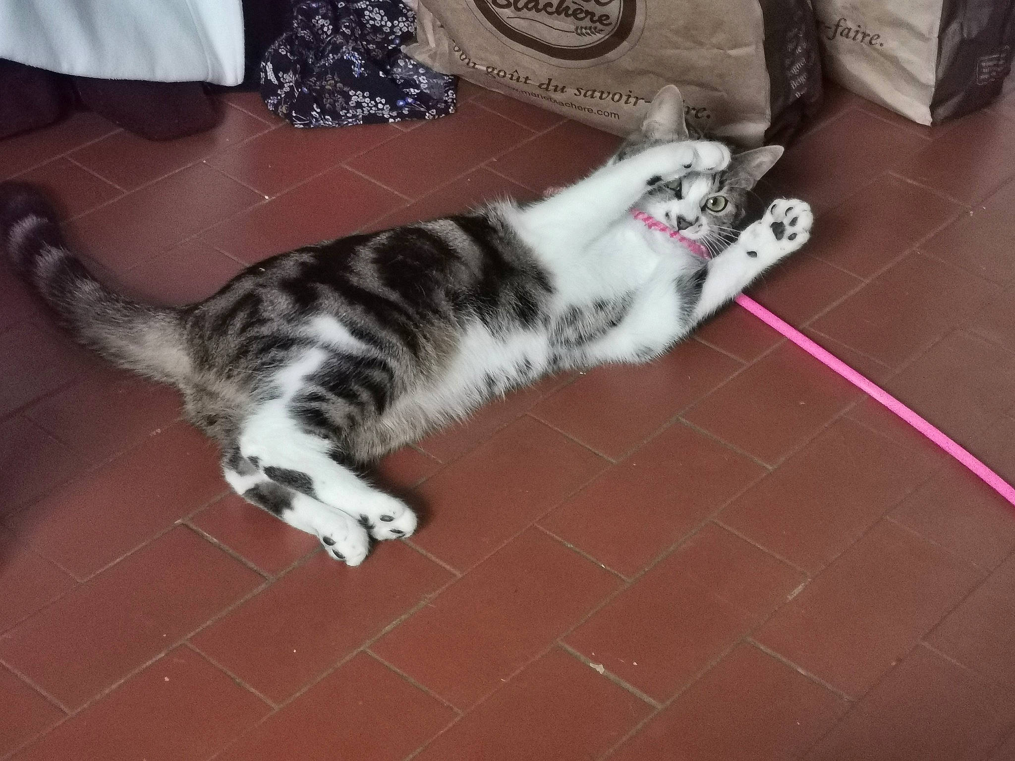 Blanquette participe au concours pour gagner de l'argent avec cette photo : american_curl, american_shorthair, carnivore, cat, domestic_short_haired_cat, dragon_li, european_shorthair, felidae, kitten, mammal, norwegian_forest_cat, paw, small_to_medium_sized_cats, tail, whiskers