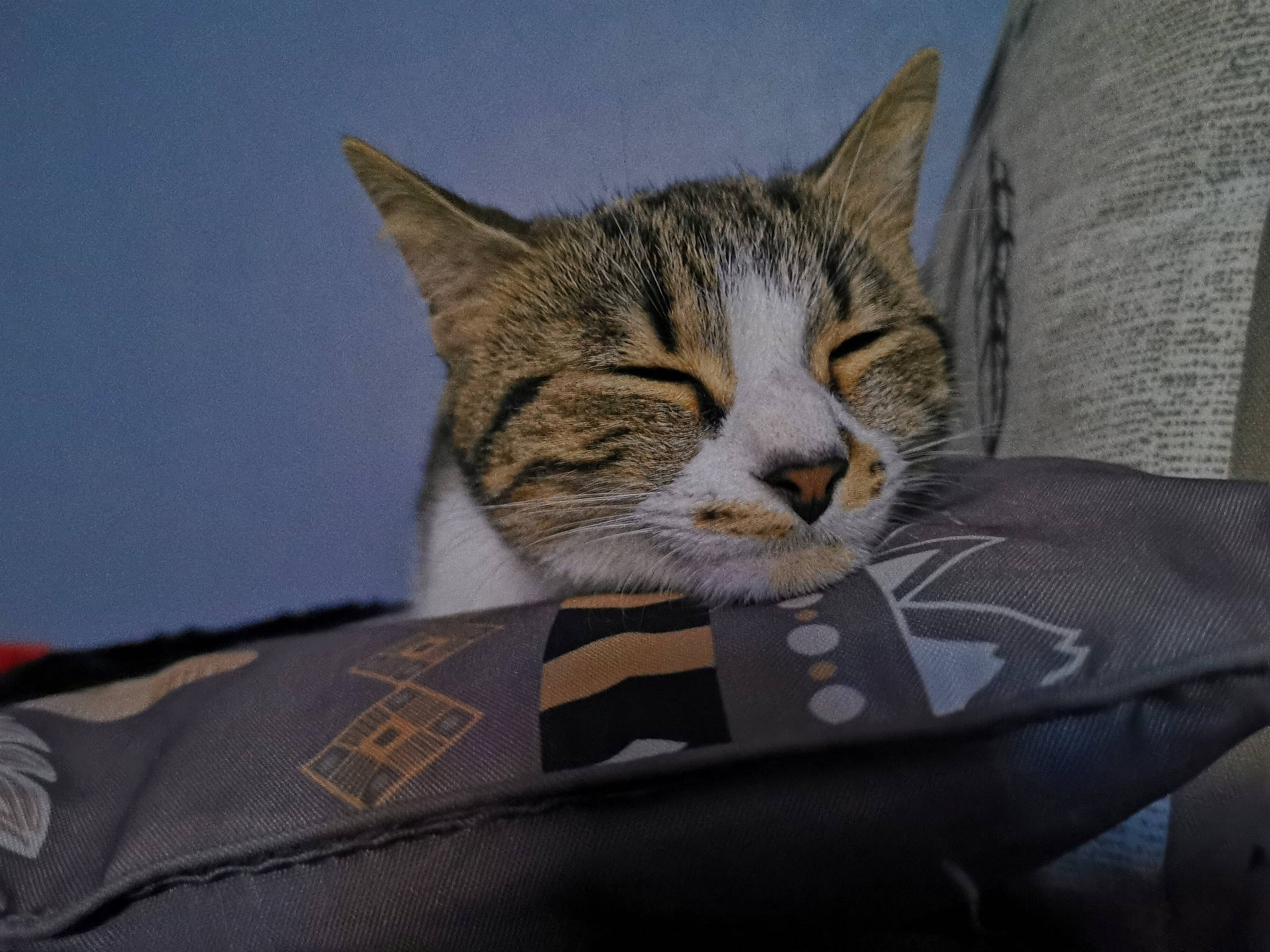 Blanquette participe au concours pour gagner de l'argent avec cette photo : aegean_cat, american_shorthair, american_wirehair, asian, california_spangled, carnivore, cat, domestic_short_haired_cat, dragon_li, european_shorthair, felidae, kitten, small_to_medium_sized_cats, snout, tabby_cat, whiskers