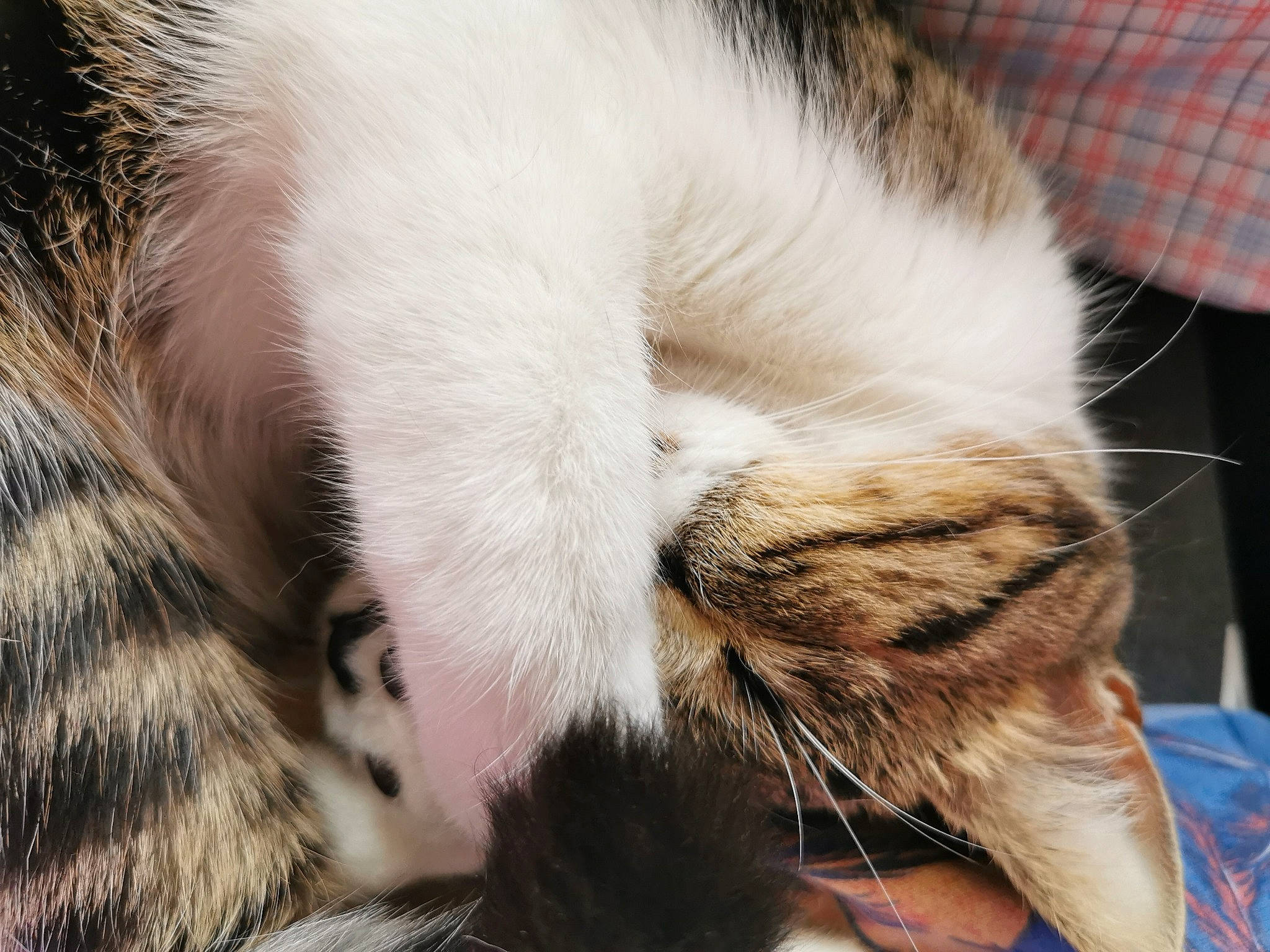 Blanquette a rejoint le concours — aidez-le/la à gagner de superbes lots ! aegean_cat, asian, carnivore, cat, claw, close_up, ear, european_shorthair, eye, felidae, fur, nap, nose, paw, polydactyl_cat, sleep, small_to_medium_sized_cats, snout, tabby_cat, whiskers