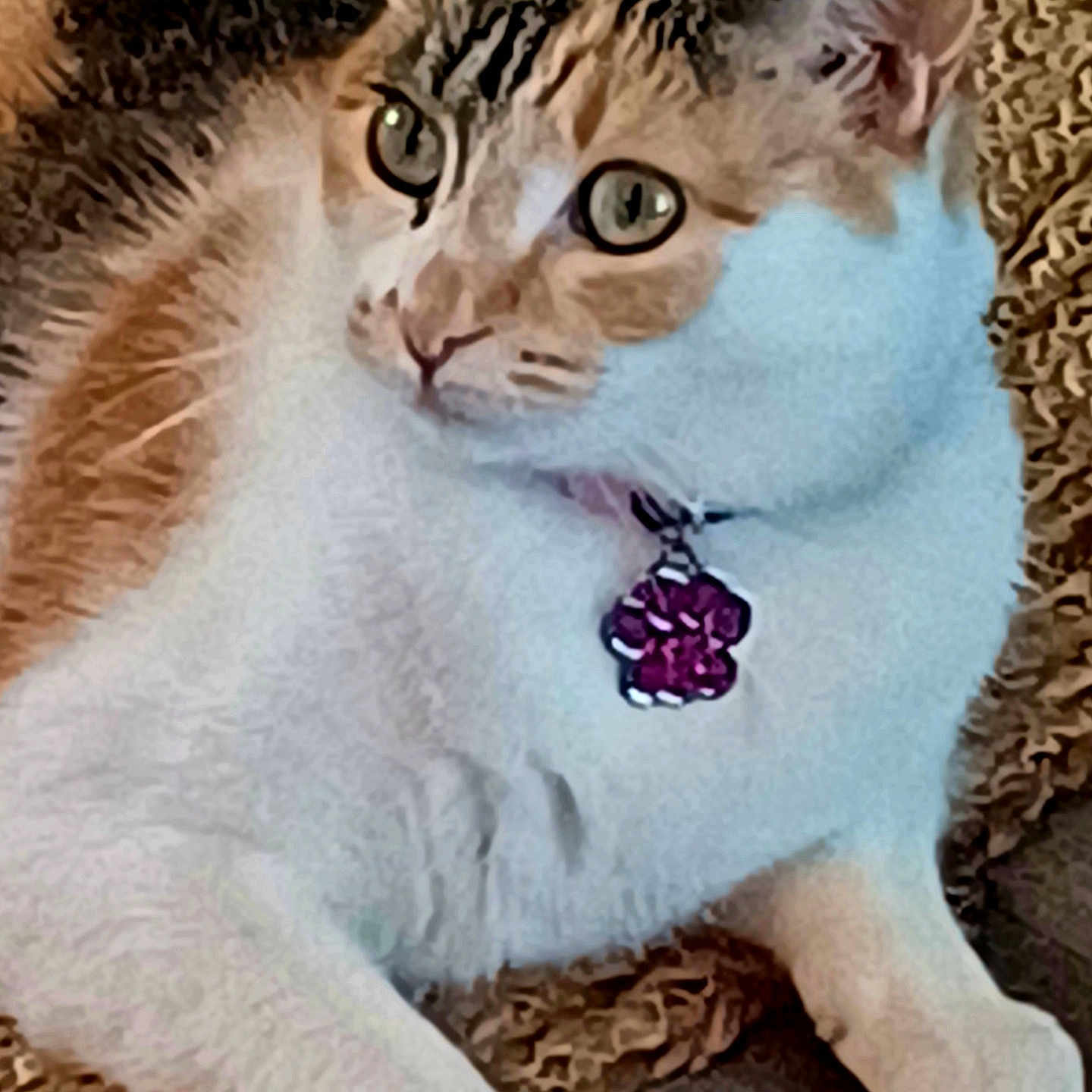 Douceur a rejoint le concours — aidez-le/la à gagner de superbes lots ! abyssinian, accessories, angora, animal, applique, cat, egyptiancat, embroidery, formalwear, homedecor, jewelry, kitten, manx, necklace, pattern, pendant, pet, purple, slate, tie